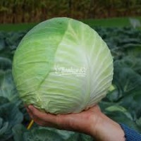 Капуста Центуріон, F1 (20 нас)